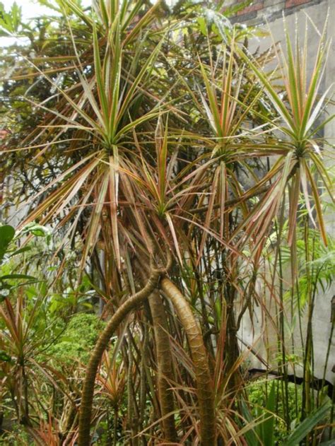 五彩千年木|五彩千年木 Dracaena reflexa var. angustifolia